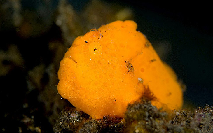 Ужасы морей и океанов