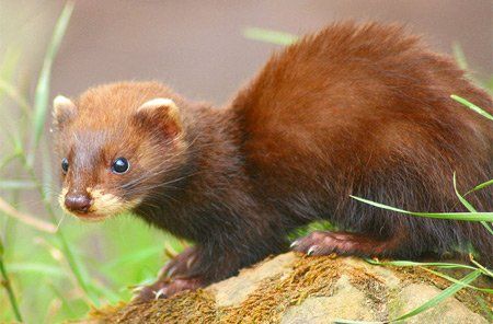 Самые необычные методы контрацепции