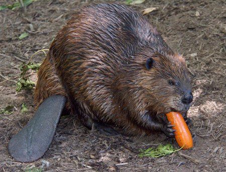 Самые необычные методы контрацепции