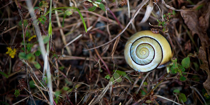 15 способов экологичного использования кофейной гущи 15 способов экологичного использования кофейной гущи