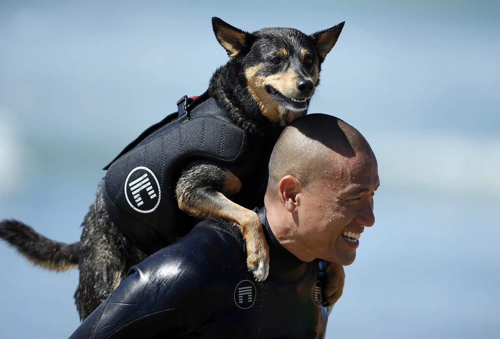 Собачий серфинг в Калифорнии