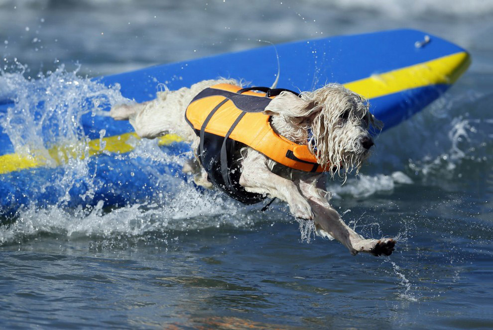 Собачий серфинг в Калифорнии