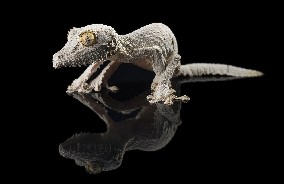 Животные, которые делают новости Животные, которые делают новости