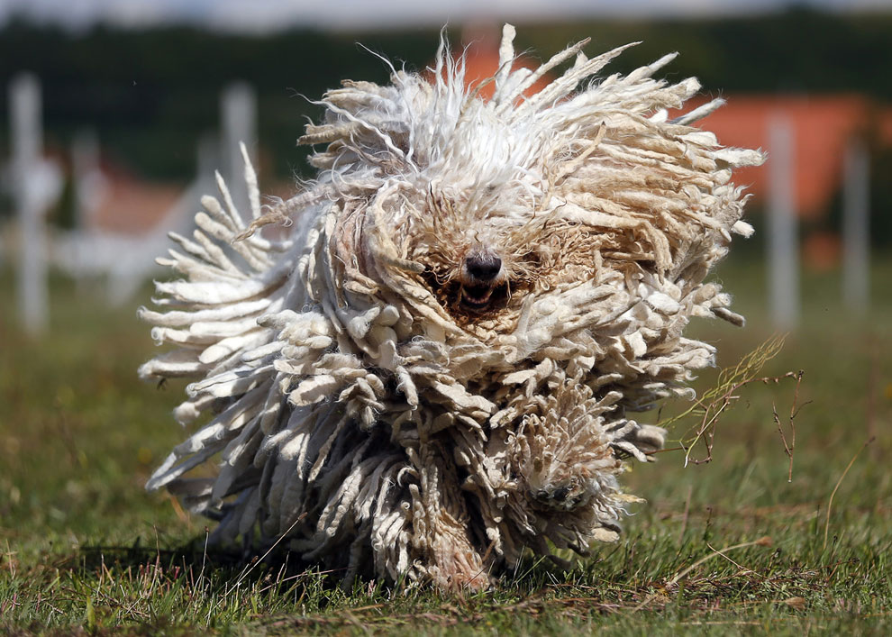 Животные, которые делают новости Животные, которые делают новости