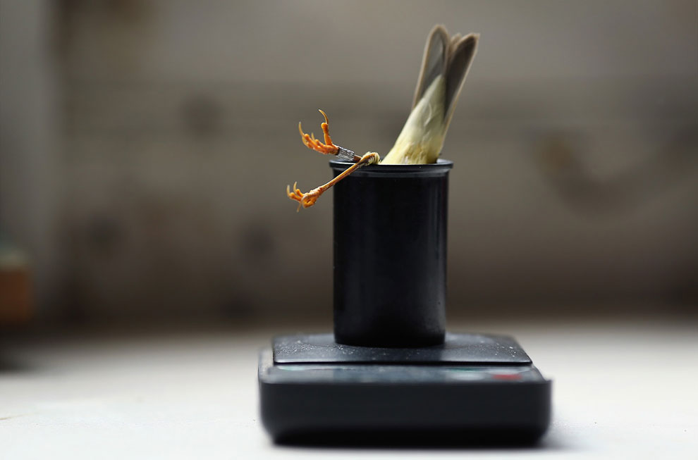 Животные, которые делают новости Животные, которые делают новости