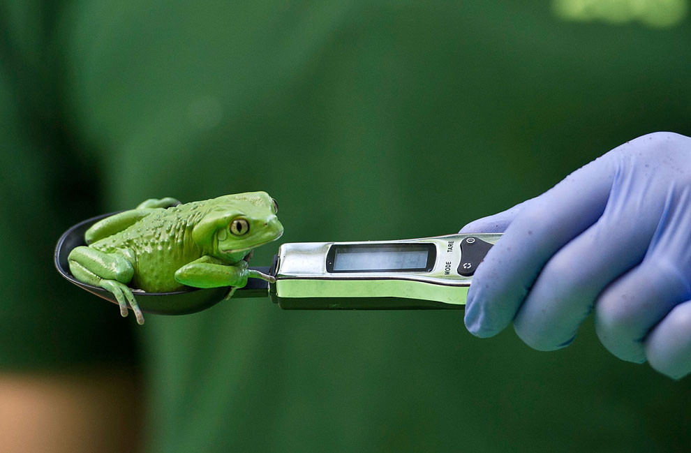 Животные, которые делают новости Животные, которые делают новости