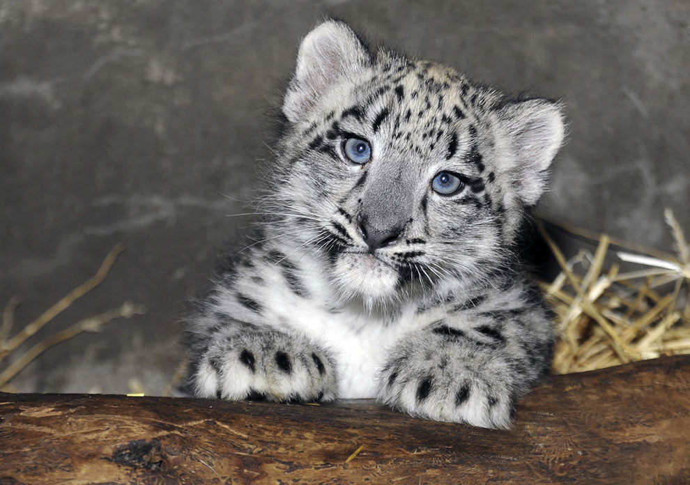 Животные, которые делают новости Животные, которые делают новости