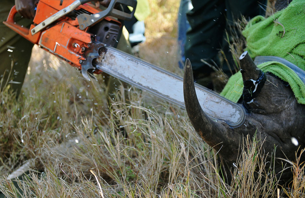 Животные, которые делают новости Животные, которые делают новости