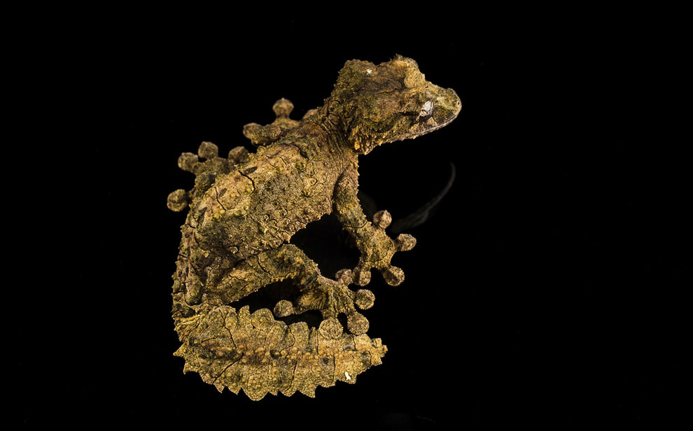 Животные, которые делают новости Животные, которые делают новости