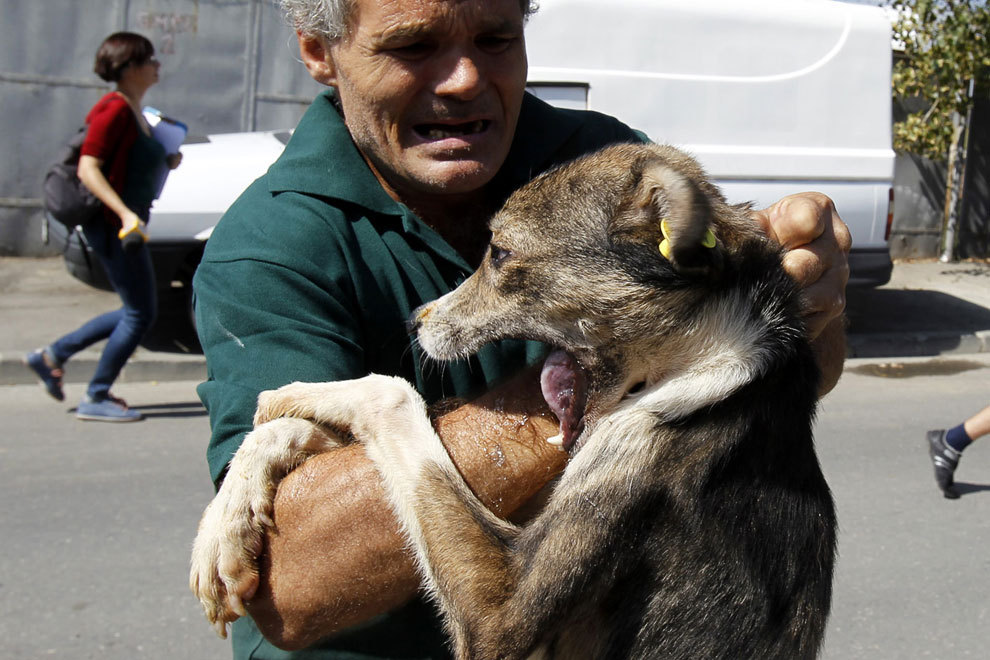 Животные, которые делают новости Животные, которые делают новости