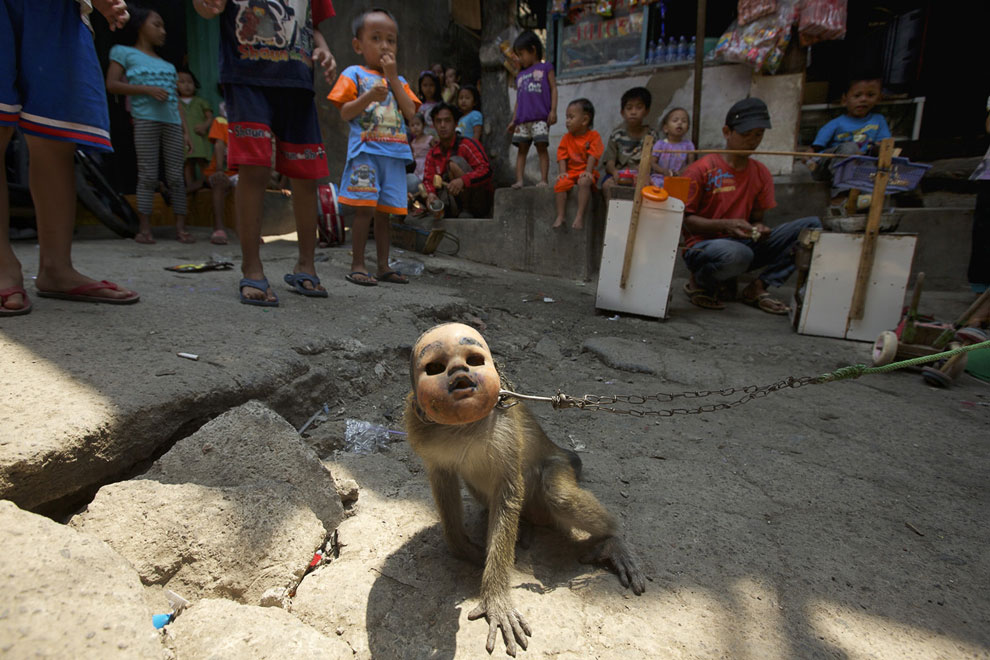 Животные, которые делают новости Животные, которые делают новости