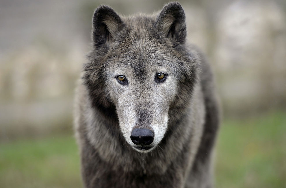 Животные, которые делают новости Животные, которые делают новости