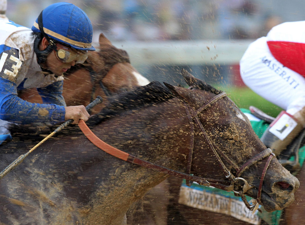 Животные, которые делают новости Животные, которые делают новости