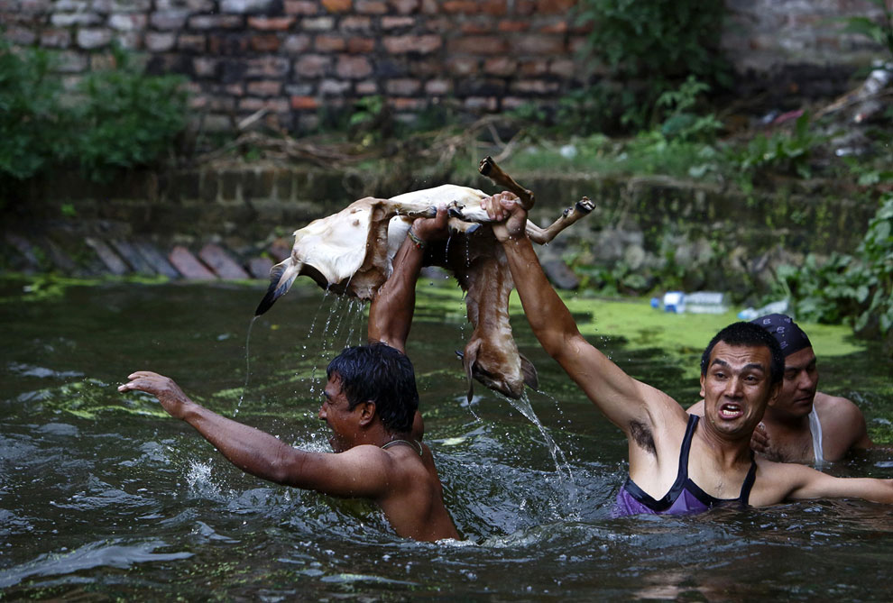 Животные, которые делают новости Животные, которые делают новости