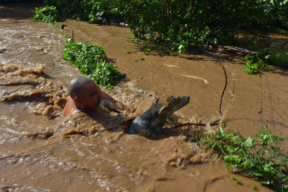 Животные, которые делают новости Животные, которые делают новости