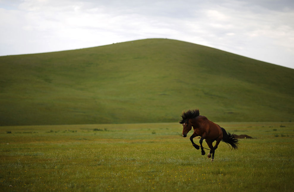 Животные, которые делают новости Животные, которые делают новости
