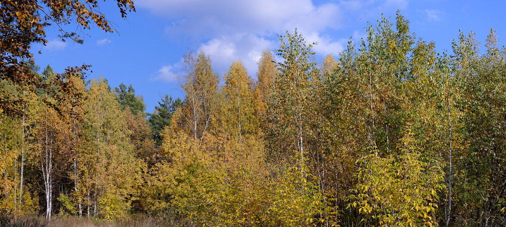 Осень на берегу реки Томь