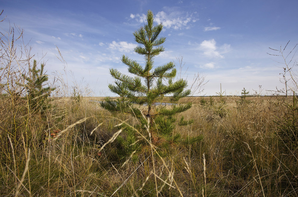 Нефтеносные пески Канады Нефтеносные пески Канады
