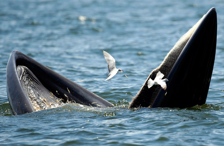 Животные в фотографиях