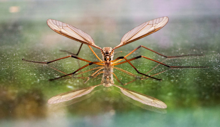 Животные в фотографиях