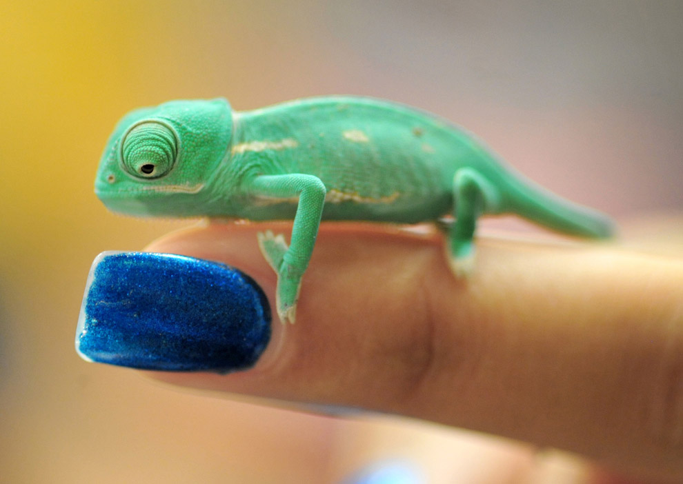 Животные в фотографиях