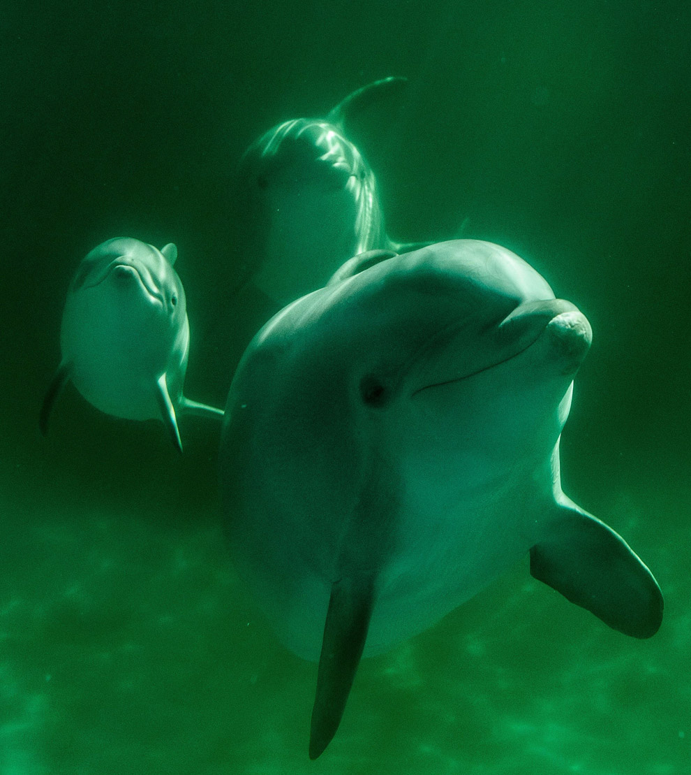 Животные в фотографиях