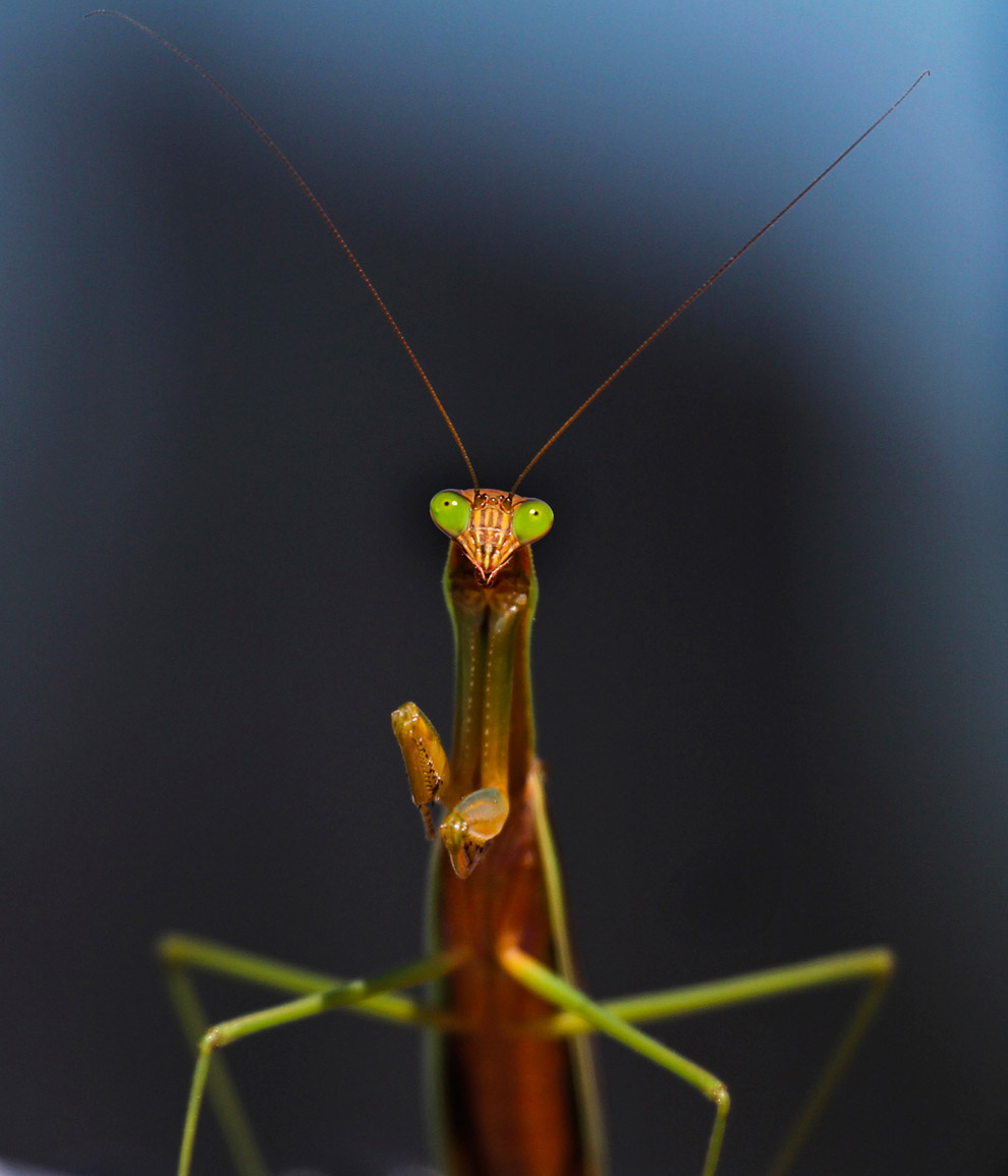 Животные в фотографиях