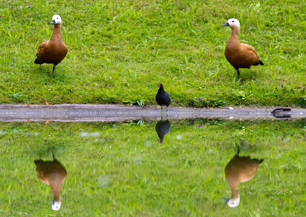 Животные в фотографиях