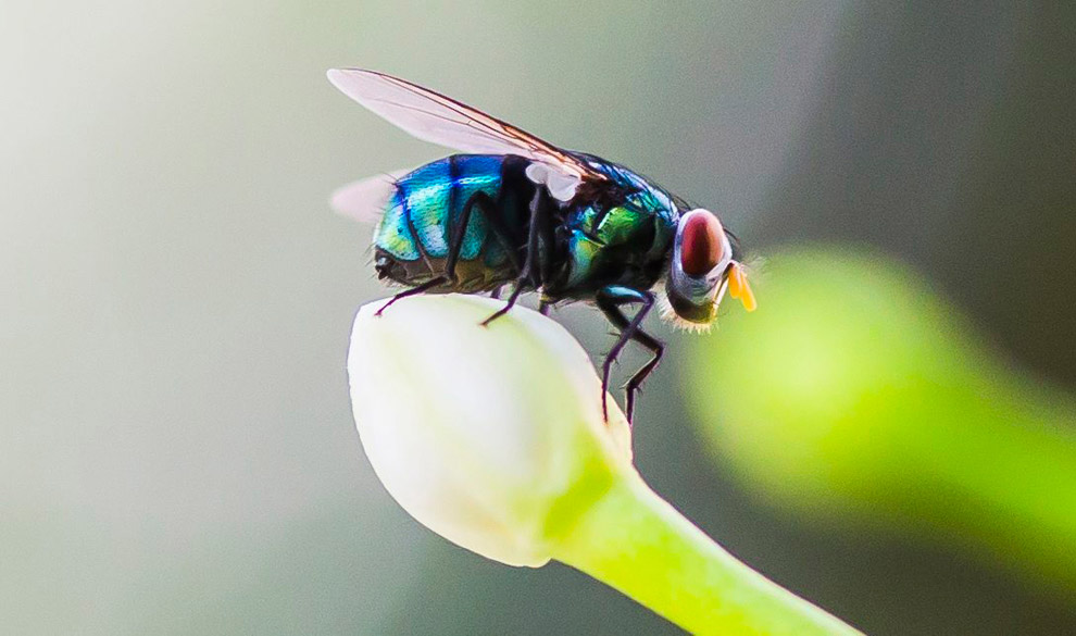 Животные в фотографиях