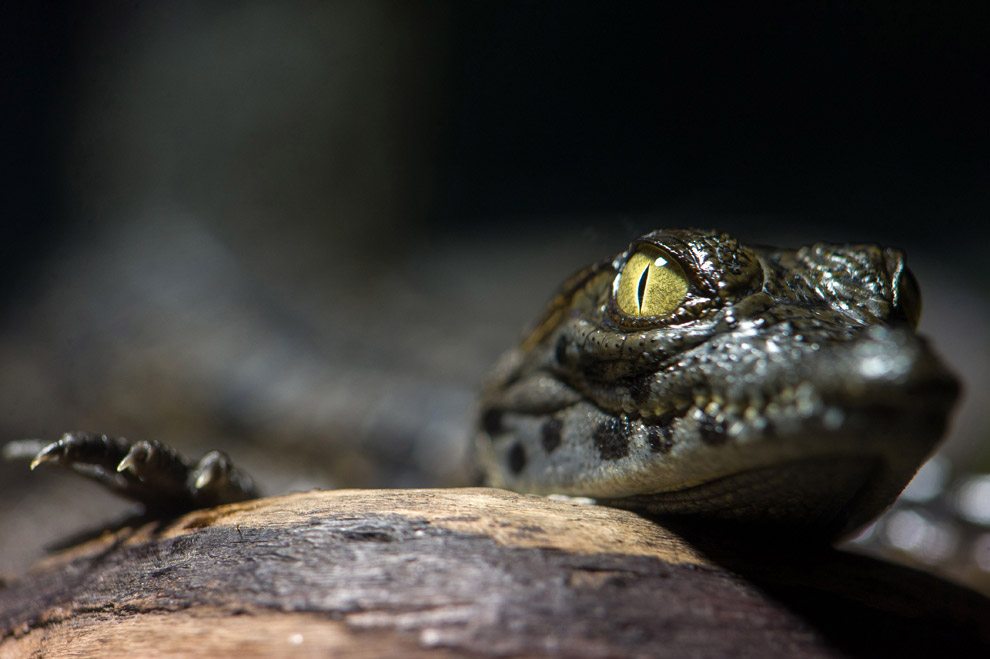 Животные в фотографиях