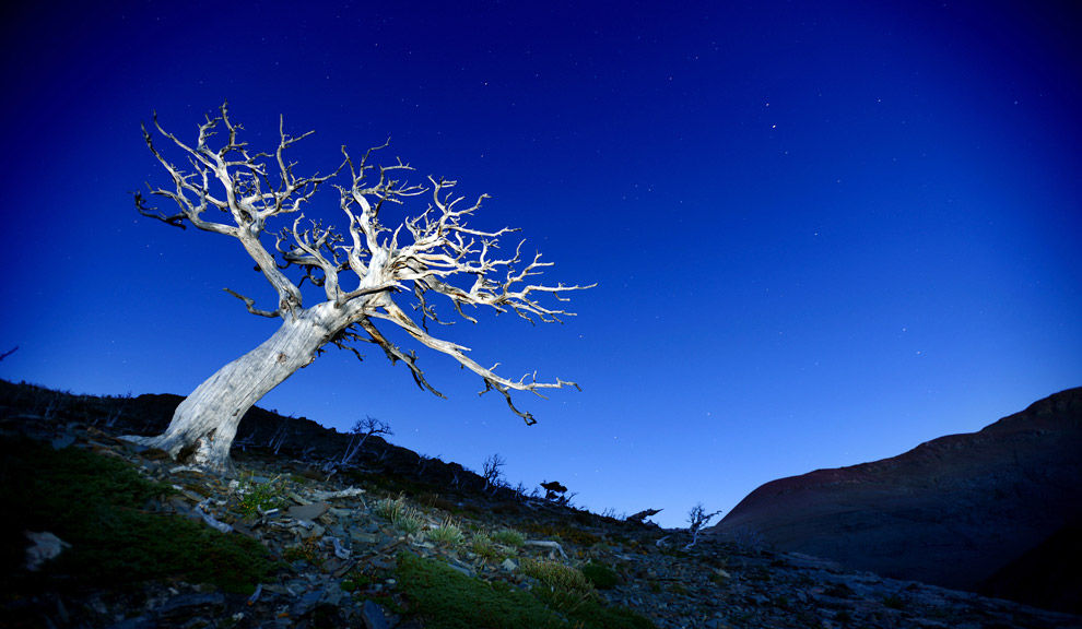 Животные в фотографиях