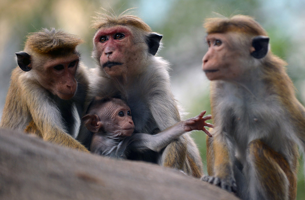 Животные в фотографиях