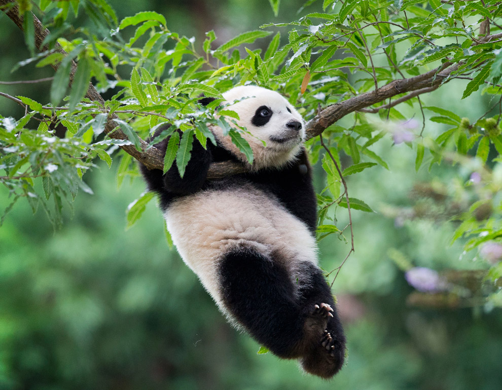 Животные в фотографиях