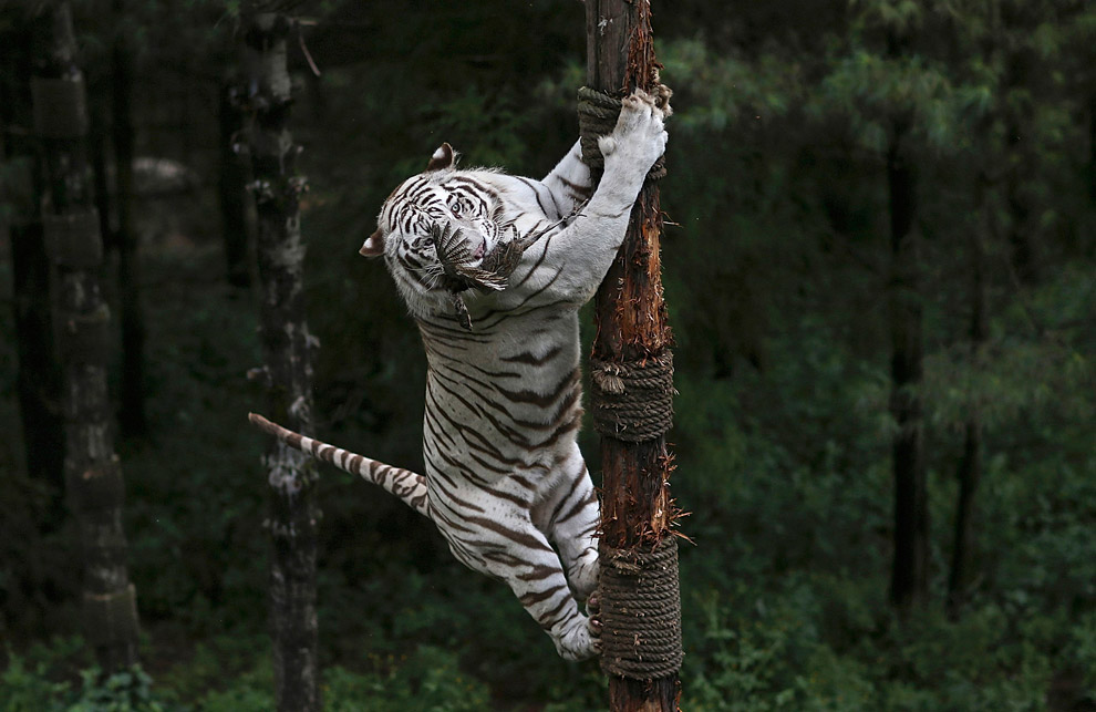 Животные в фотографиях