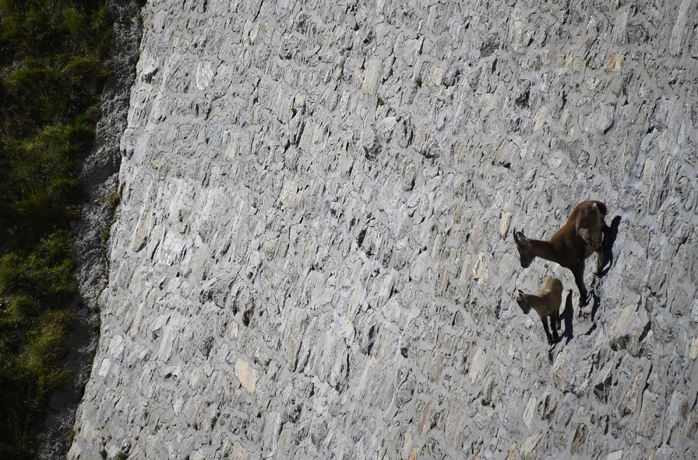 Животные в фотографиях