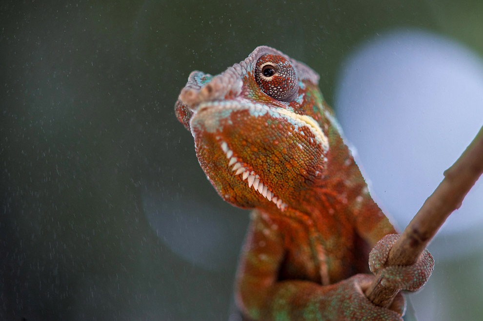 Животные в фотографиях