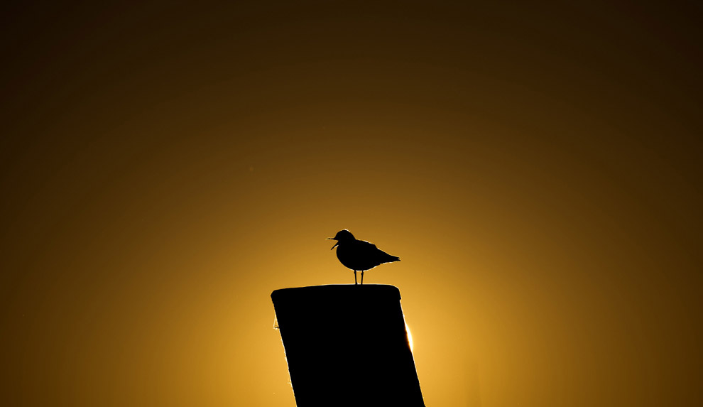 Животные в фотографиях