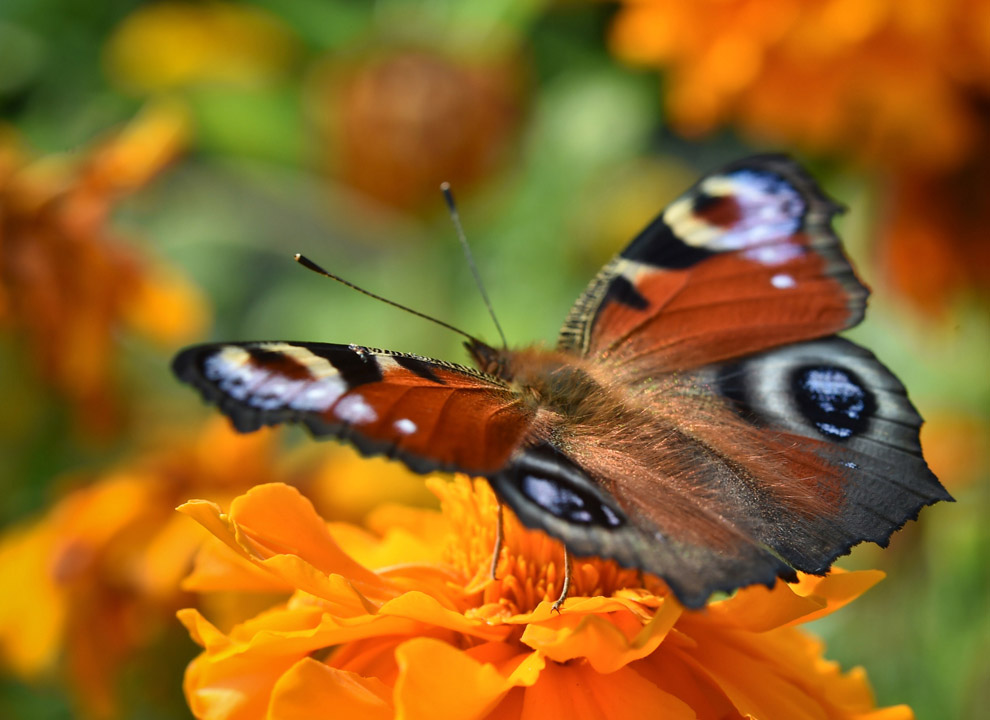 Животные в фотографиях
