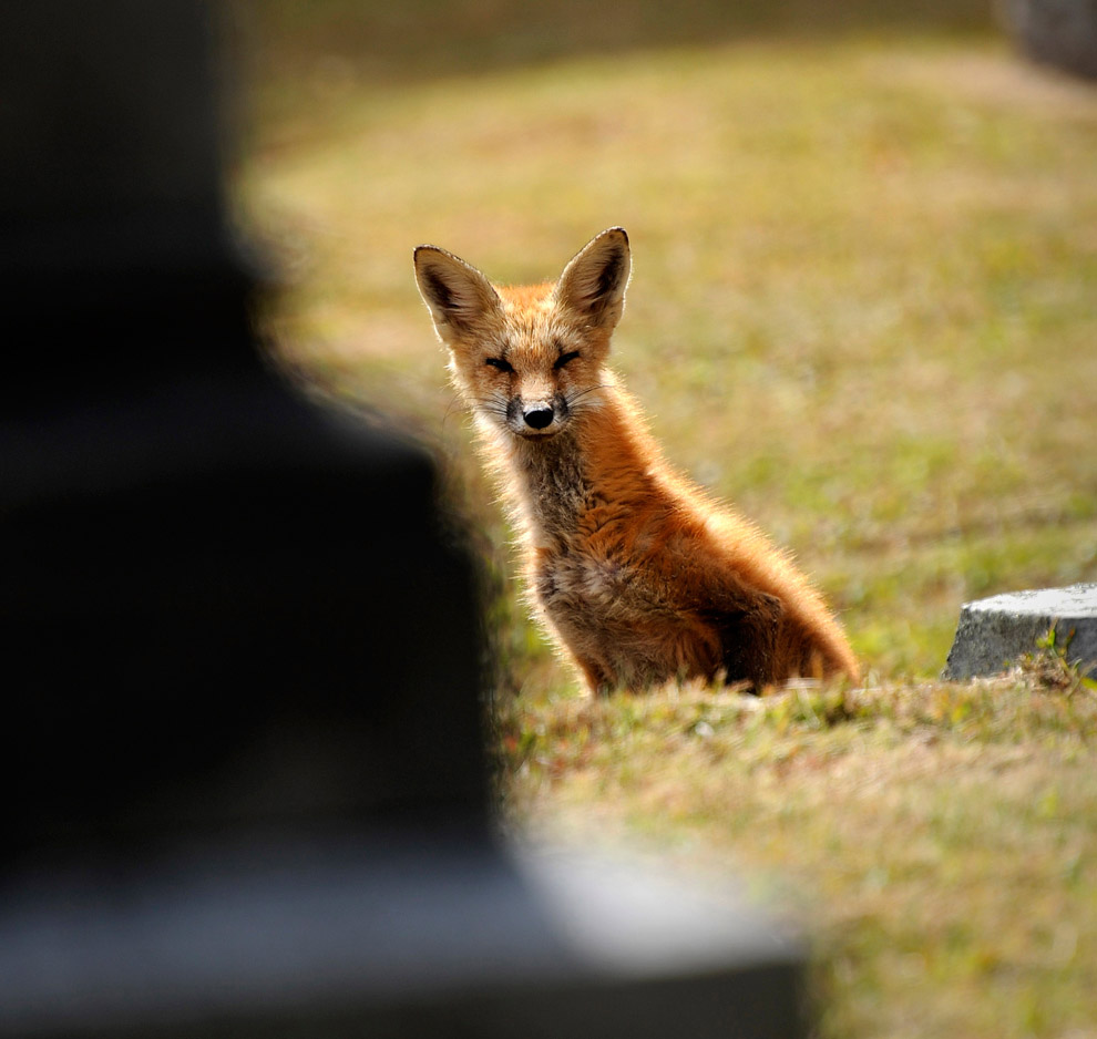Животные в фотографиях