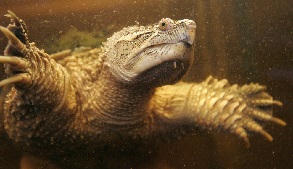 Животные в фотографиях