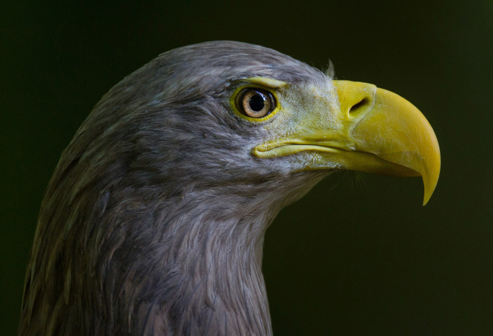 Животные в фотографиях