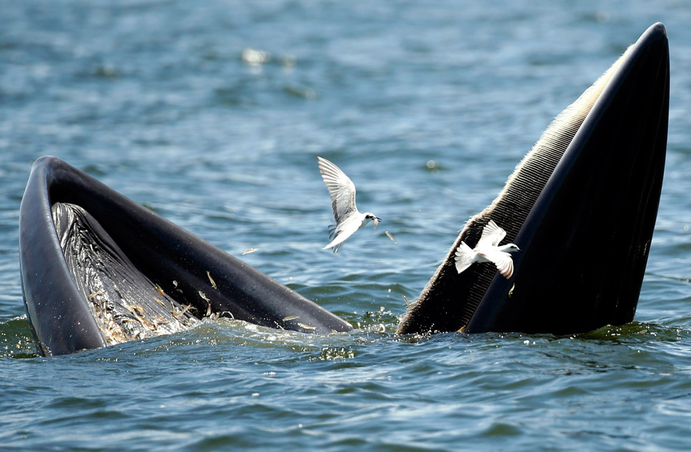 Животные в фотографиях