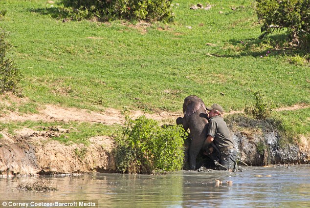 Рейнджеры, рискуя жизнями, спасли слоненка (11 фото)