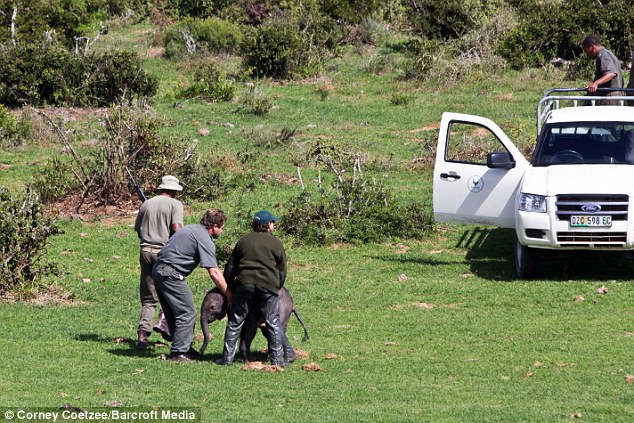 Рейнджеры, рискуя жизнями, спасли слоненка (11 фото)
