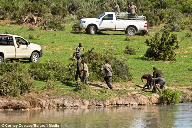 Рейнджеры, рискуя жизнями, спасли слоненка (11 фото)