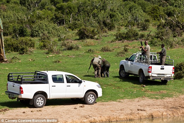 Рейнджеры, рискуя жизнями, спасли слоненка (11 фото)