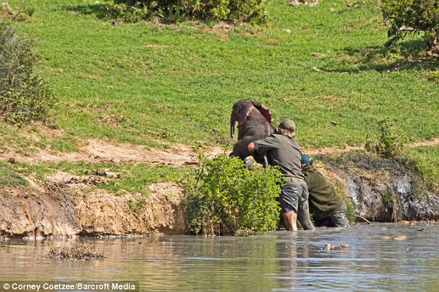 Рейнджеры, рискуя жизнями, спасли слоненка (11 фото)