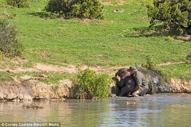 Рейнджеры, рискуя жизнями, спасли слоненка (11 фото)