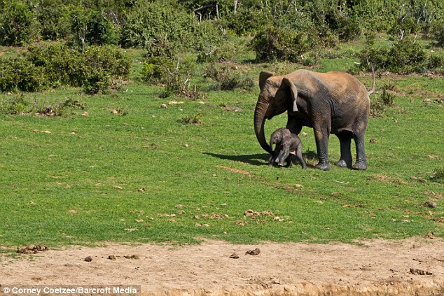 Рейнджеры, рискуя жизнями, спасли слоненка (11 фото)
