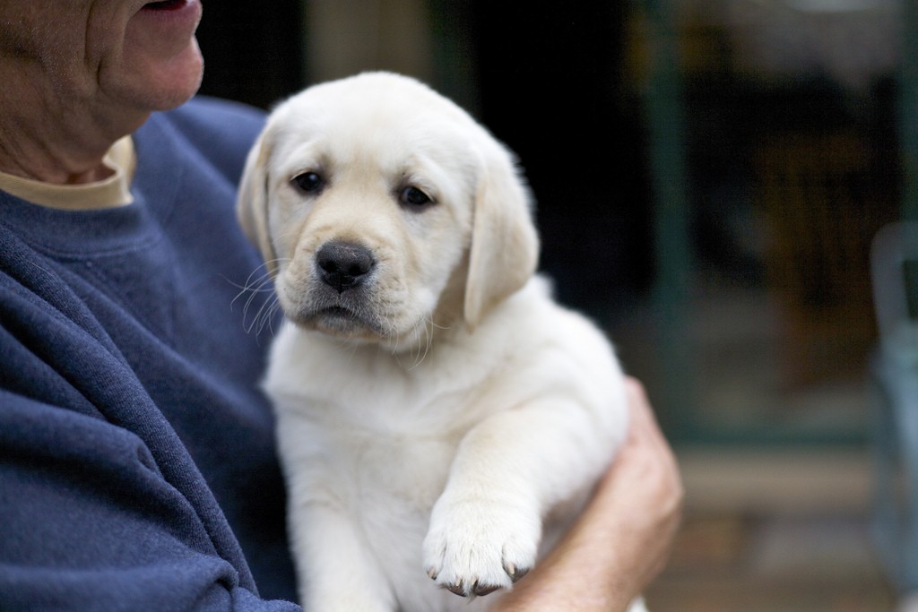 Самые необычные услуги (15 фото) Самые необычные услуги (15 фото)